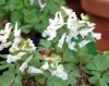 Show product details for Corydalis solida Evening Shade